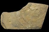 Cruziana (Fossil Trilobite Trackway) - Morocco #118354-1